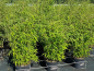 Preview: Fargesia species "Ivory Ibis"® - (Bambus Ivory Ibis ®),